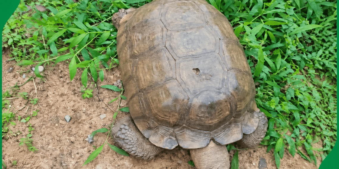 420-Year-Old Palace Tortoise 'Baba' Dies At Alaafin's Palace In Oyo