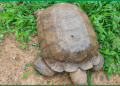 420-Year-Old Palace Tortoise 'Baba' Dies At Alaafin's Palace In Oyo