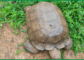 420-Year-Old Palace Tortoise 'Baba' Dies At Alaafin's Palace In Oyo