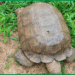 420-Year-Old Palace Tortoise 'Baba' Dies At Alaafin's Palace In Oyo