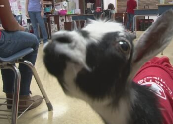 Goats in Lagos Classrooms: What It Reveals About Public School Infrastructure