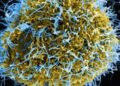 Ebola outbreak in DRC