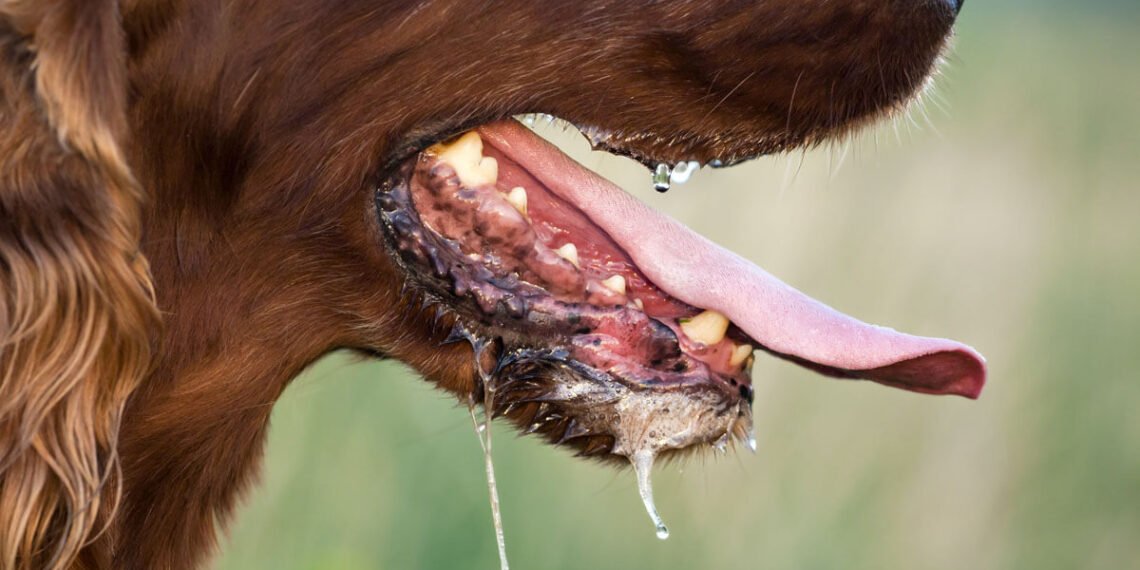 World Rabies Day: Nigeria Records Over 100 Rabies Cases as Dog Bites Raise Concern