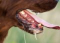 World Rabies Day: Nigeria Records Over 100 Rabies Cases as Dog Bites Raise Concern