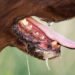 World Rabies Day: Nigeria Records Over 100 Rabies Cases as Dog Bites Raise Concern