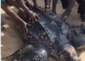 Giant Sea Turtle