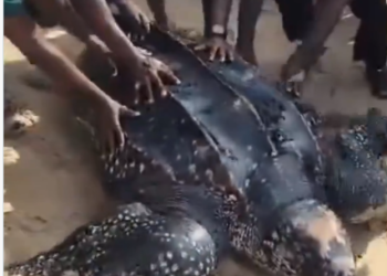 Giant Sea Turtle