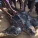 Giant Sea Turtle