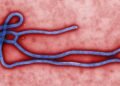 Kenya first Ebola death - Ebola virus under electron microscope