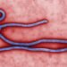 Kenya first Ebola death - Ebola virus under electron microscope